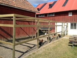 Som i en riktig hönsgård