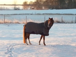 Första snön